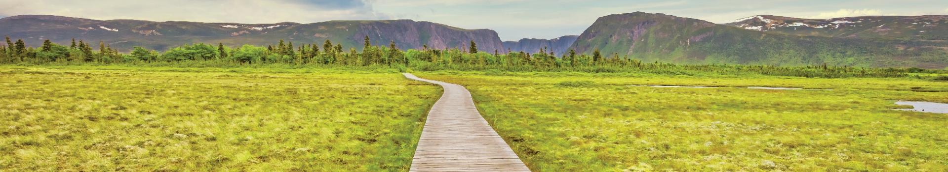 wooden path through green field 