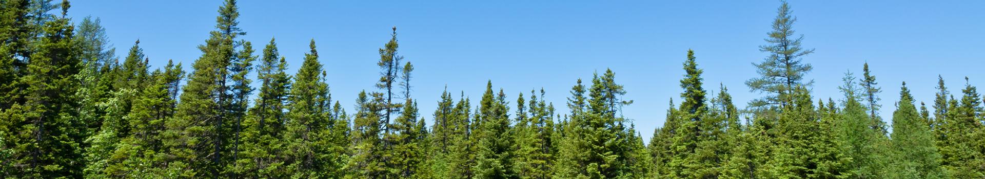 Photograph of dense evergreen treetops under a clear blue sky.